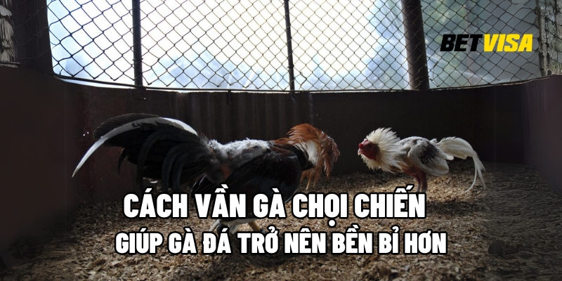 Cách vần gà chọi chiến