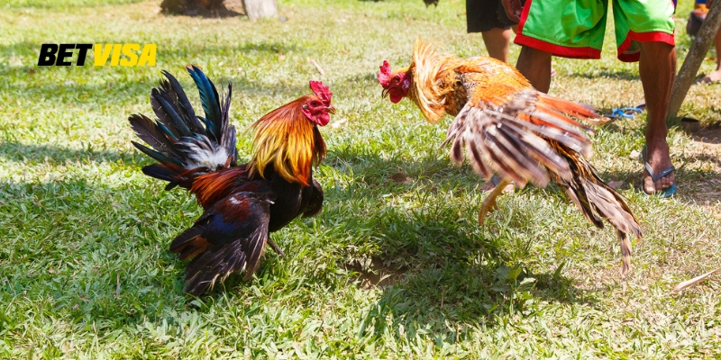 Cách vần gà chọi chiến là gì?