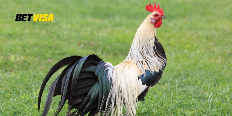 Cách xổ lãi cho gà bằng lá mơ