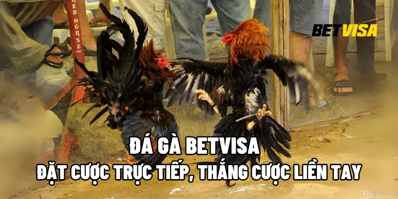 Đá Gà Betvisa
