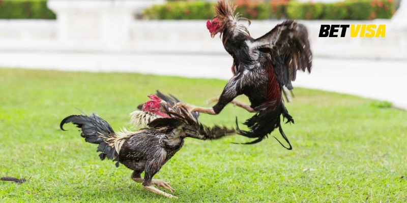 Luật chơi cá độ đá gà chọi tại Betvisa