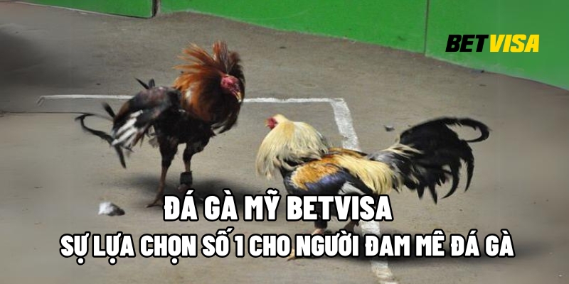 Đá gà Mỹ
