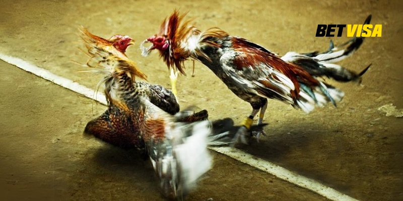 Hướng dẫn tham gia đá gà Mỹ đơn giản và hiệu quả