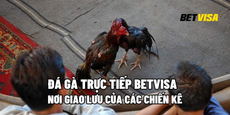 đá gà trực tiếp